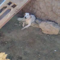 سگ نژاد افغانی