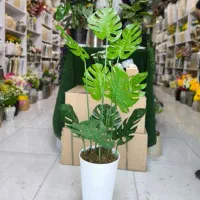 درختچه های همیشه سبز کنارسالنی طرح ایکیا