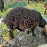 ا رس بره نر طلایی بز میش بره