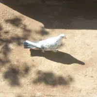 کبوتر صداکن|پرنده|لاران, |دیوار