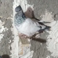 کبوتر|پرنده|مشهد, وکیل‌آباد|دیوار
