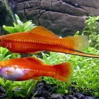 بچه ماهی دم شمشیری