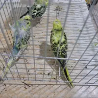 مرغ عشق  پروانه ای|پرنده|سراوان, |دیوار