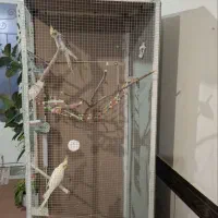 پرنده|پرنده|اسدآباد, |دیوار