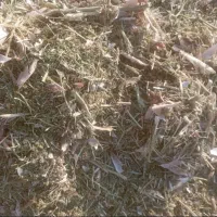 فروش کاه گندم ولوبیا