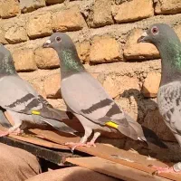 11 عدد کبوتر