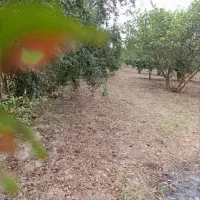 زمین-بلغی-شهرک-جامی