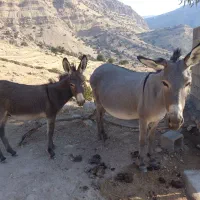 الاغ