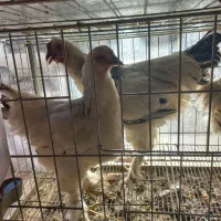 ست برهما لایت اصل ۶ ماهه