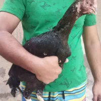 جوجه لاری، مرغ و خروس لاری...|حیوانات مزرعه|تربت جام, امام|دیوار