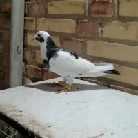 دورگ و رنگی|پرنده|شوشتر, |دیوار