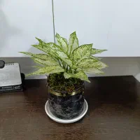 گل فیکوس و آگلونما