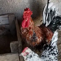 تعداد 15 عدد تخم مرغ گلین تازه|خوردنی و آشامیدنی|برازجان, |دیوار