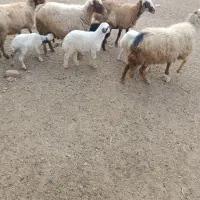 چهار عدد میش و بره|حیوانات مزرعه|ایلام, |دیوار