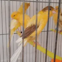 رسمی بازاری و رسمی بلند وجیبوس و...