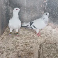 جفت شامی خطی سفید