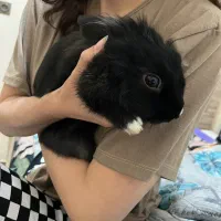 واگذاری خرگوش|موش و خرگوش|شیراز, غدیر شمالی|دیوار