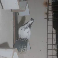 کبوتر|پرنده|شیراز, تندگویان|دیوار