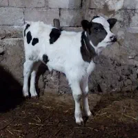 گاوشیری تازه زاشکم دوم|حیوانات مزرعه|قصابه, |دیوار