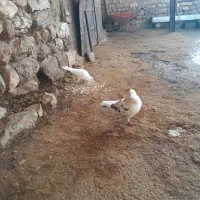 دو عدد کبوتر