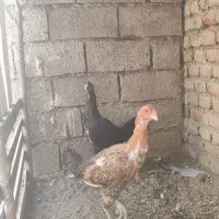 مرغ لاری