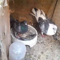 کفتر