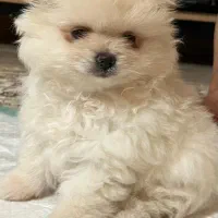 واگذاری هاپو پامر خرسی|سگ|بندر انزلی, جزیره|دیوار