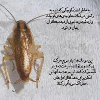 فروش سم سوسک آلمانی