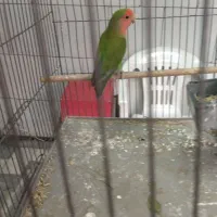 طوطی برزیلی صورت هولی ماده.فوری|پرنده|تهران, مینای شمالی (مخبر)|دیوار