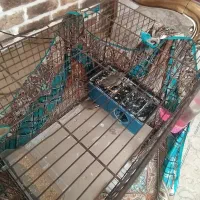 فنچ نر وماده