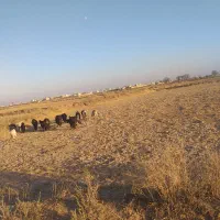 فروش بز دوساله سه ساله