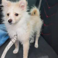 سگ پامر نر معاوضه با خرسی