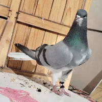 دمگیر نر خرقه گلدم|پرنده|برخوار, |دیوار