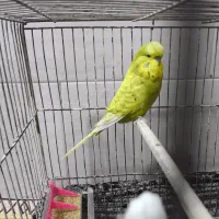 مرغ عشق انگلیسی