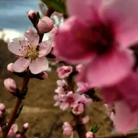 فروش باغ در شهرک ویلایی گرجی