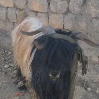 بهده سرحال|حیوانات مزرعه|اندیکا, |دیوار