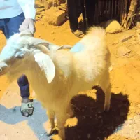 کهره نرفروشی