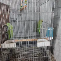 فروش ملنگو و گرینچک مرغ عشق فنج