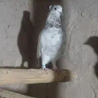 کفترپرشی 35جفت