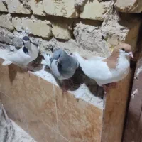 سه تاشهری معاوضه باپلاکی یاخودمونی هوایی|پرنده|شیراز, حجت آباد|دیوار