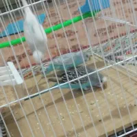 مرغ عشق|پرنده|سلامی, |دیوار