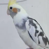 جوجه عروس هلندی ۲ماه