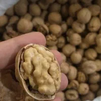 گردو کاغذی درجه یک