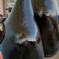 هیزه گوسفندی