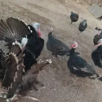 بقلمون|حیوانات مزرعه|هیرمند, |دیوار