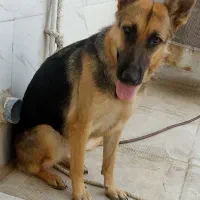 سگ ماده ژرمن