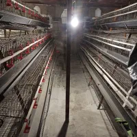 قفس مرغ تخمگذار