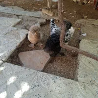 فروش سه مرغ و یک خروس سلطان .