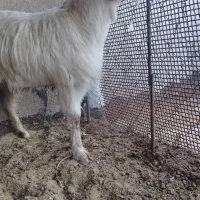 بز ماده چاق چله