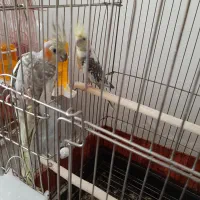 عروس هلندی با جوجه